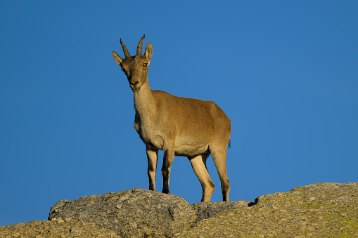 The mountain goat of the Sierra de Guadarrama in different places