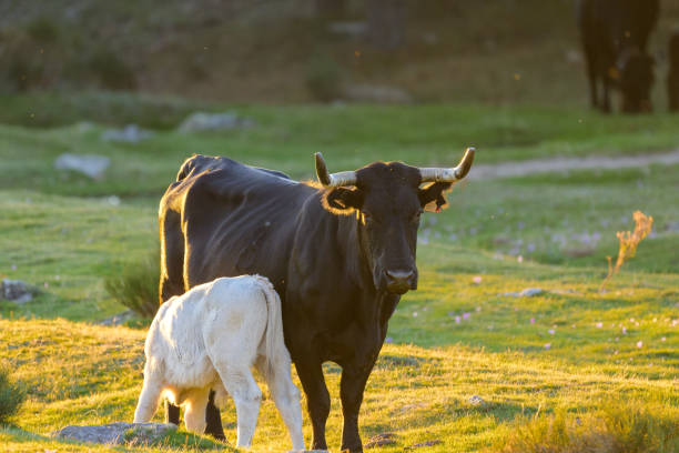 The mountain goat of the Sierra de Guadarrama in different places