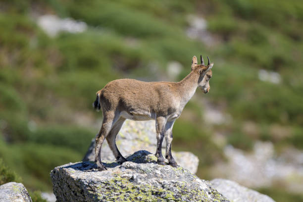 istock Mountain Goat in Guadarrama 1727481778