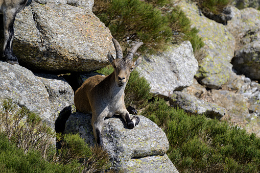 A chamois standing at the mountain shelf and observes the surrounding area in National Ges?use Park in Austria. There is a steep mountain behind it. Animal in natural habitat