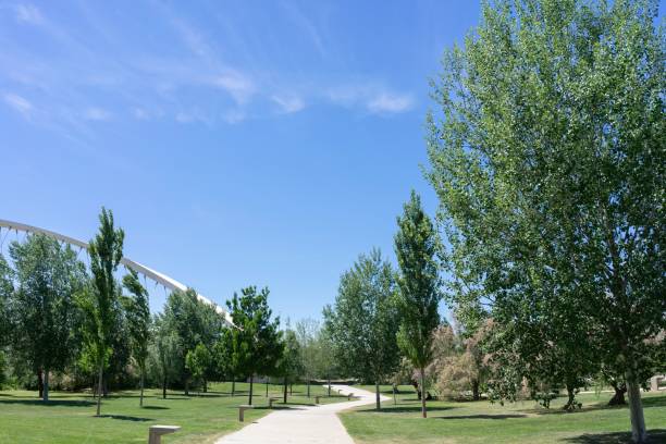 istock Pathway lined with green trees in a public park 1727482541
