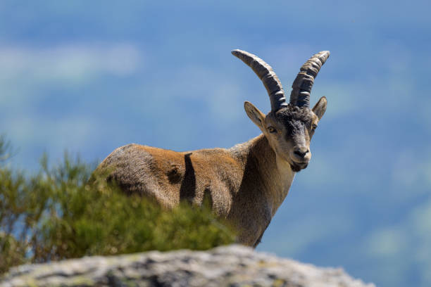 istock Mountain Goat in Guadarrama 1727482642