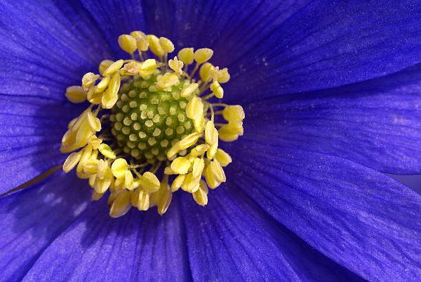 Single Blue Purple Anemone Flower against a plain white background.