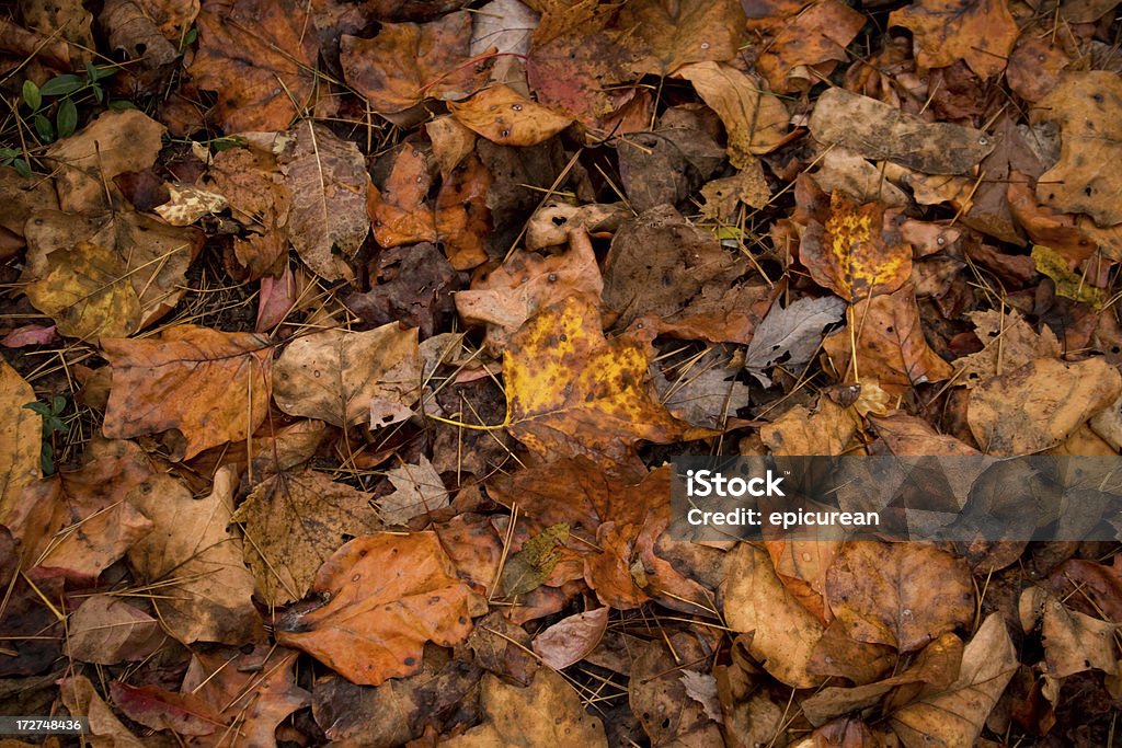 La fin de l'automne - Photo de Arbre libre de droits