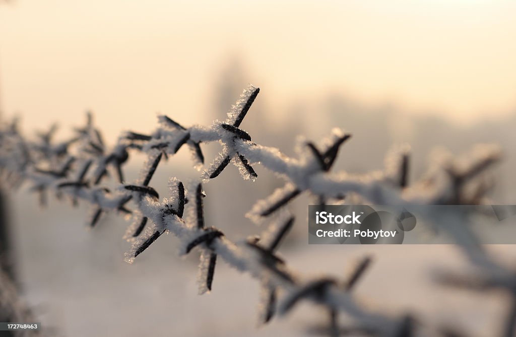 barbed Hoarfrost on a prickly wire Agricultural Field Stock Photo