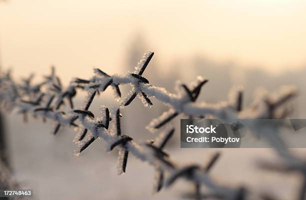 Barbed Stock Photo - Download Image Now - Agricultural Field, Army, Backgrounds