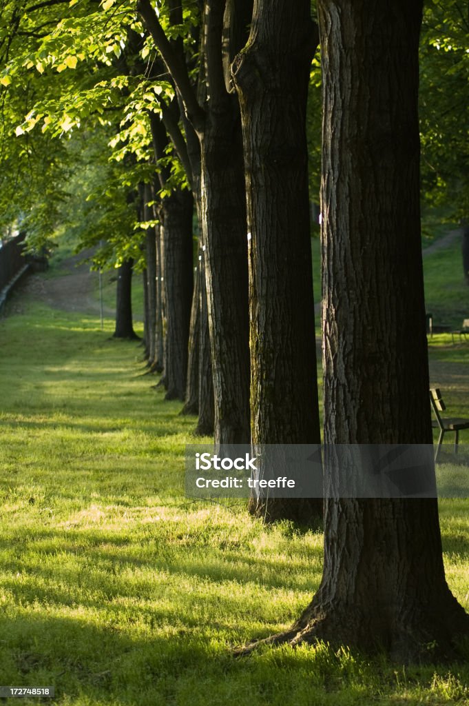 Bäume row - Lizenzfrei Ast - Pflanzenbestandteil Stock-Foto