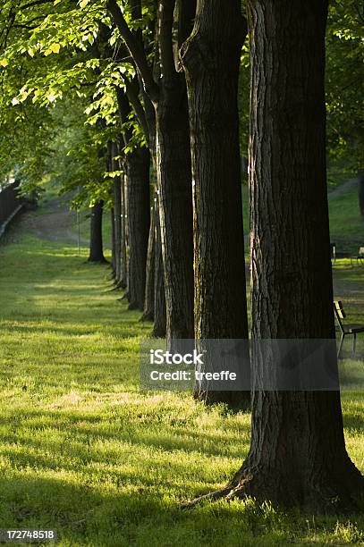 Bäume Row Stockfoto und mehr Bilder von Ast - Pflanzenbestandteil - Ast - Pflanzenbestandteil, Baum, Bildhintergrund