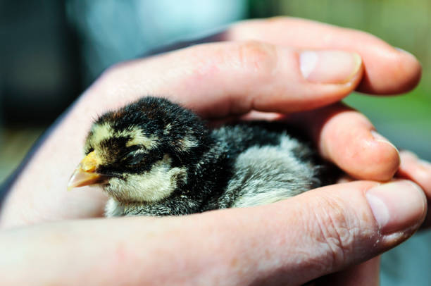 istock A woman holds a newly hatched duckling 1727485652