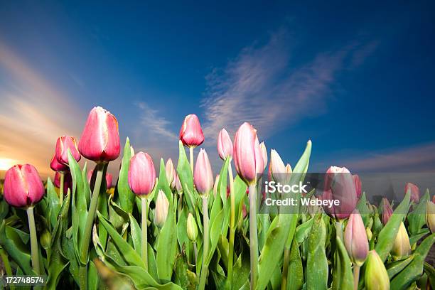 Tulipanes Foto de stock y más banco de imágenes de Agricultura - Agricultura, Aire libre, Amarillo - Color