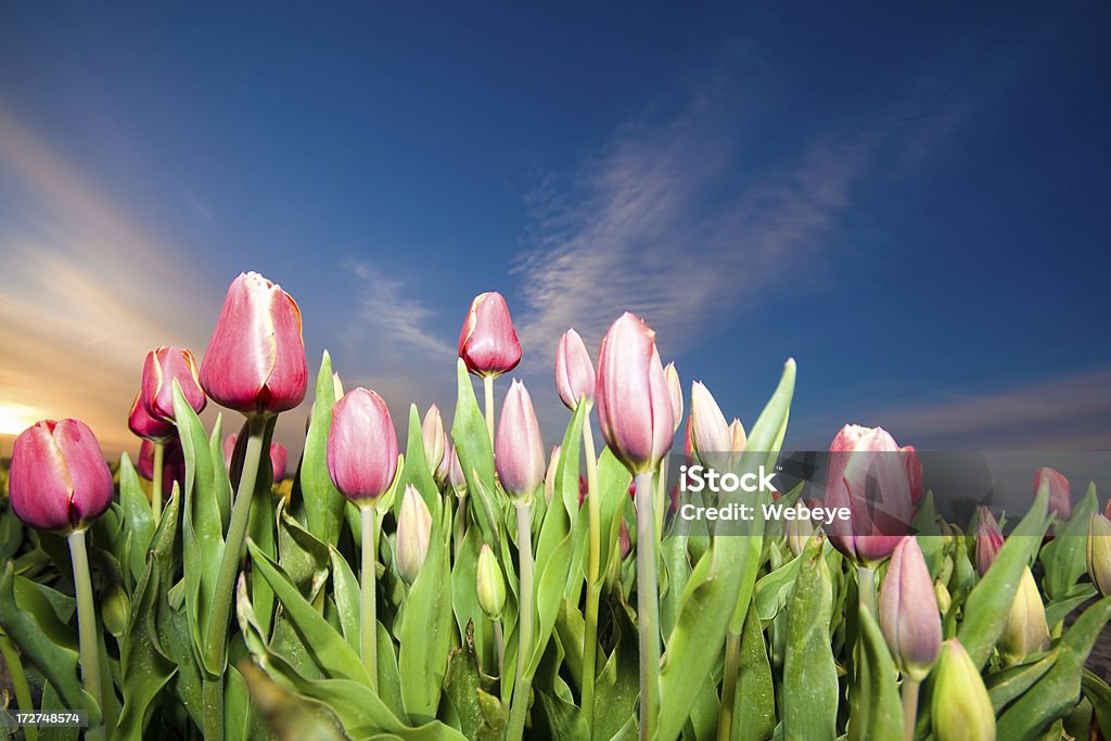 Tulipes - Photo de Agriculture libre de droits