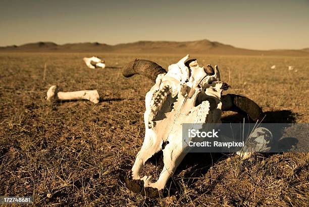 Photo libre de droit de Réchauffement De La Planète banque d'images et plus d'images libres de droit de Désert - Désert, Os d'animal, Catastrophe naturelle