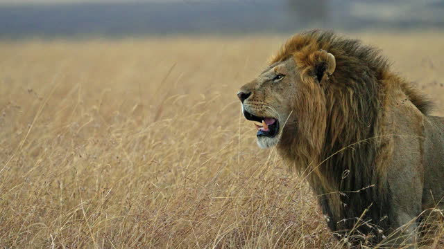 Magnificent male lion walking in the savannah grassland of Africa in Masai Mara