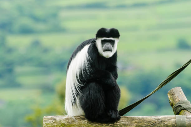 istock Black and white colobus monkey (Colobus guereza) in a zoo 1727489439
