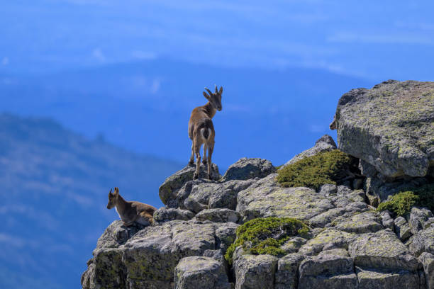 istock Mountain Goat in Guadarrama 1727489970