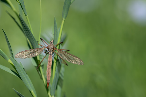 Close-up of a crane fly (Tipulidae) perched on the side edge of a meadow. The insect hangs on a few blades of grass. There is plenty of space for text.