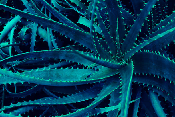 istock Aloe Vera plant 1727494442