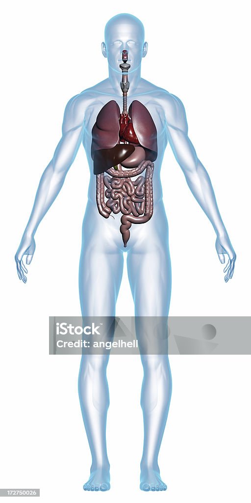 Ludzkie ciało z narządów wewnętrznych - Zbiór zdjęć royalty-free (Białe tło)