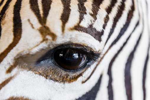 Zebra isolated on white background. Zebra full length cutout