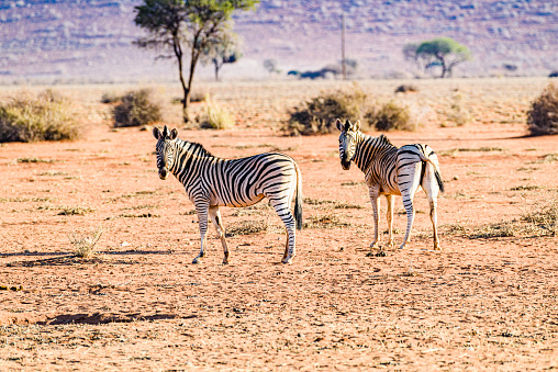 Elephant defends waterhole against lion, zebras, oryx and impalas. Etosha national park, Namibia, Africa