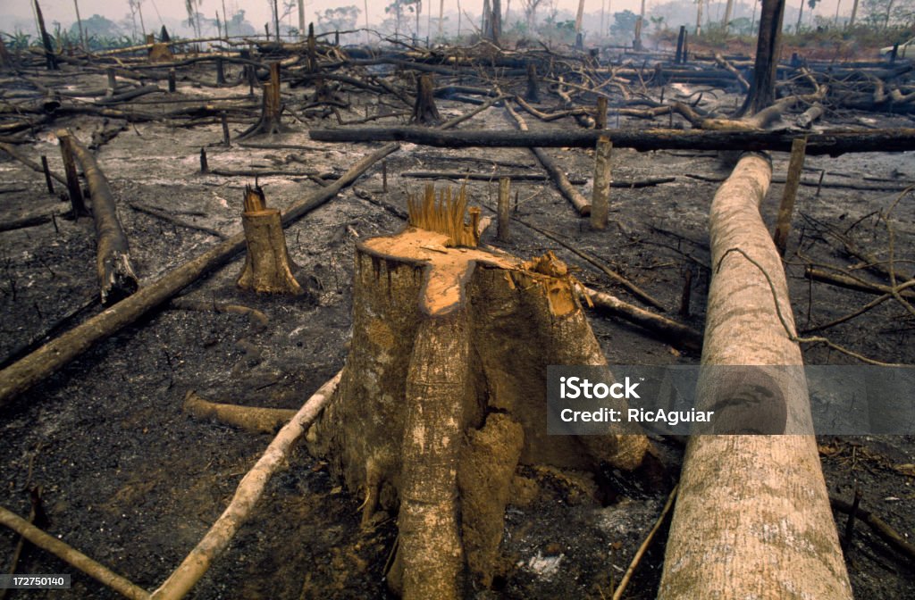 Rio Amazonas - Foto de stock de Desmatamento royalty-free