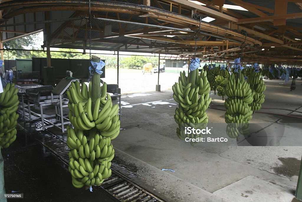 Banana bunch Banana plantation in Central America Banana Stock Photo