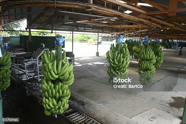 Banana Bunch Stock Photo - Download Image Now - Banana, Plantation, El Salvador