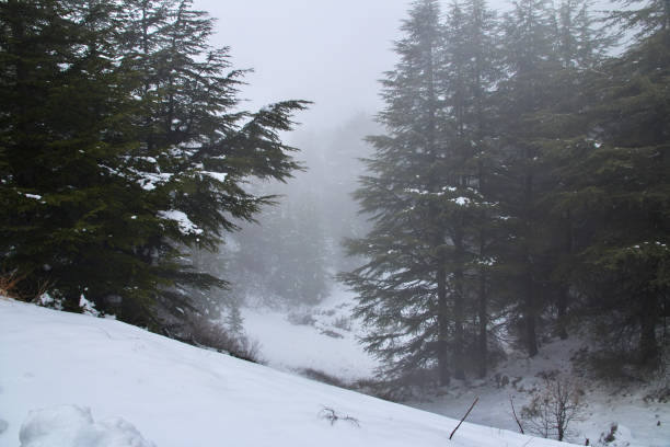 istock The cedar forest in mountains of Lebanon 1727502808