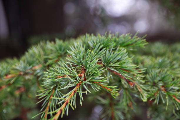 The cedar forest in mountains of Lebanon