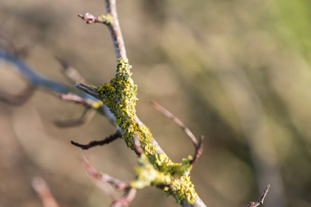 Lichen growing on a hawthorn branch in winter