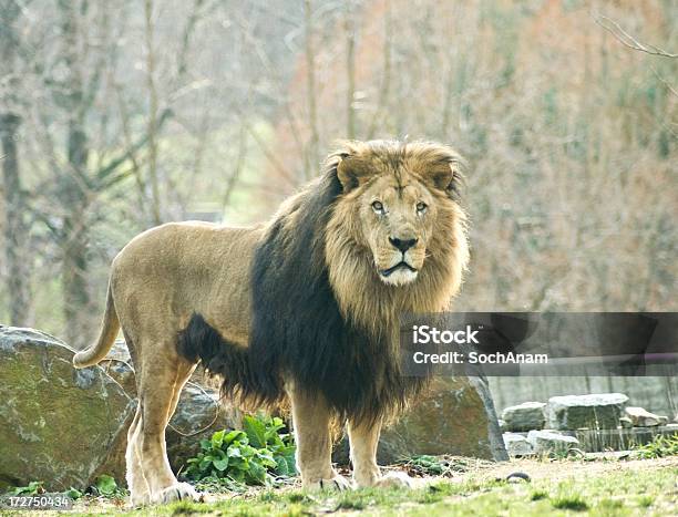 El Rey De La Selva Foto de stock y más banco de imágenes de León - León, Mirar un objeto, Aire libre