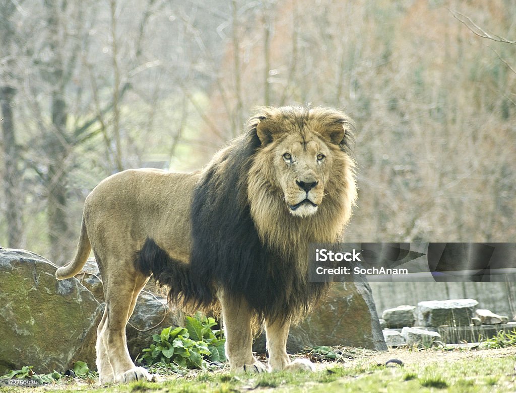 Re della giungla - Foto stock royalty-free di Guardare con attenzione