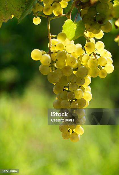 Blanco Uvas Foto de stock y más banco de imágenes de Uva Blanca Riesling - Uva Blanca Riesling, Uva blanca, Agricultura