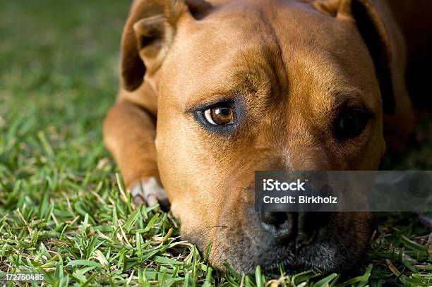 American Staffordshire Terrier Dog Stock Photo - Download Image Now - American Culture, Staffordshire - England, USA