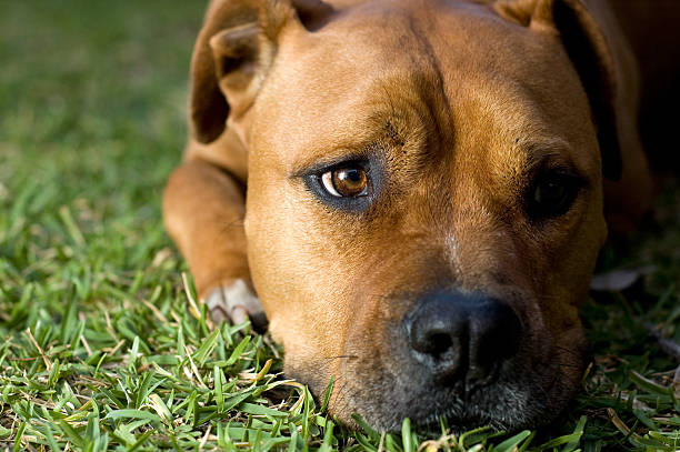 american staffordshire terrier cachorro - american staffordshire terrier bull terrier terrier purebred dog - fotografias e filmes do acervo