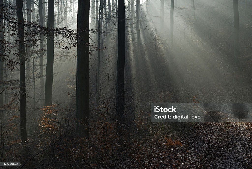 ray luzes na floresta 02 - Foto de stock de Alemanha royalty-free