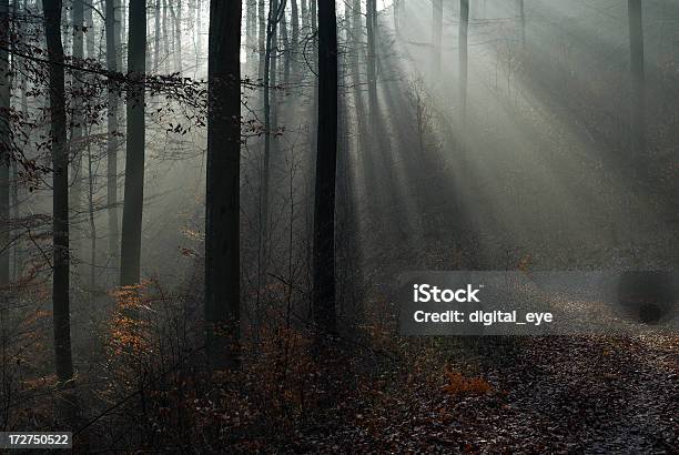 Foto de Ray Luzes Na Floresta 02 e mais fotos de stock de Alemanha - Alemanha, Alto contraste, Aspiração