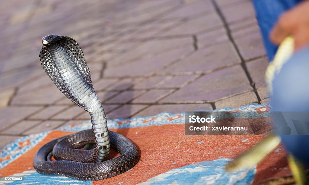 Cobra - Foto de stock de Animais em Extinção royalty-free