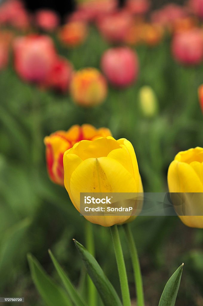 Tulpe im Feld - Lizenzfrei Bildschärfe Stock-Foto