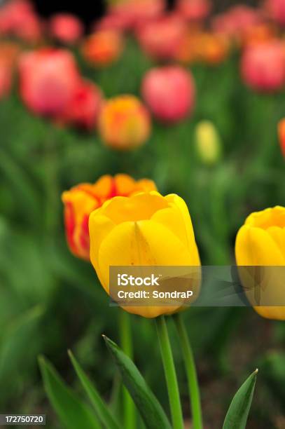 Tulipano In Campo - Fotografie stock e altre immagini di Aiuola - Aiuola, Ambientazione esterna, Bellezza naturale