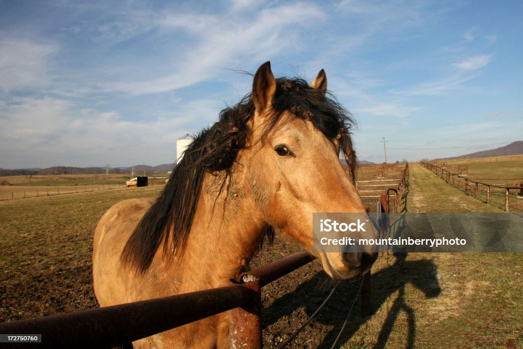 Você poderia ajudar com estes Burs - Foto de stock de Animal royalty-free