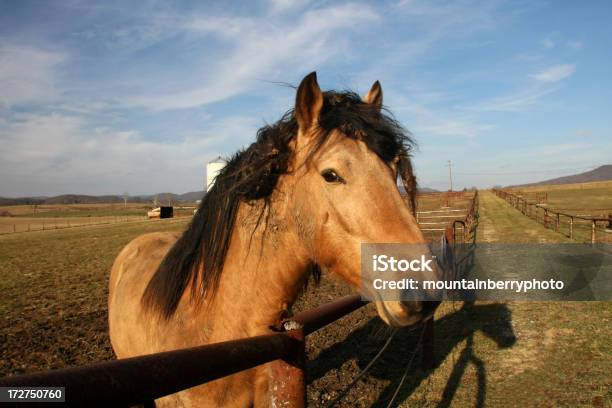 Foto de Você Poderia Ajudar Com Estes Burs e mais fotos de stock de Animal - Animal, Animal de Fazenda, Animal doméstico