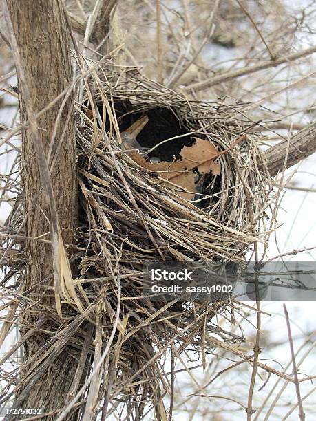 Foto de Ninho De Pássaros Inverno Closeup e mais fotos de stock de Acima - Acima, Animal, Animal selvagem