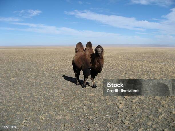 Lone Wielbłąd W Gobi Mongolia - zdjęcia stockowe i więcej obrazów Azja - Azja, Baktrian, Brązowy