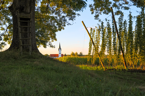 ripe green hops field at evening sun, church in distance