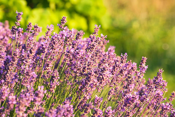 lavender plant at sunset stock photo
