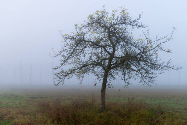 single smal tree standing in front of empty hops field, bavaria, gemany