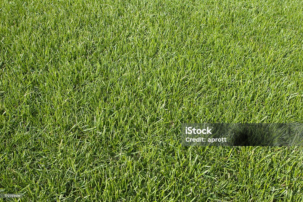 Трава-превосходно ухожена для использования в качестве предварительно grown Газон - Стоковые фото Без людей роялти-фри