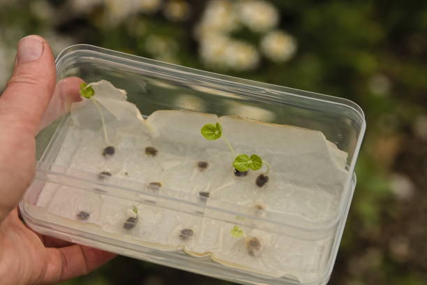 A Hand Holds Seeds Germinating on a Wet Paper Napkin