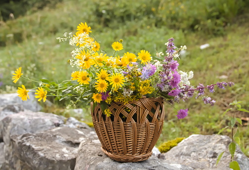 Close up of Bouquet of Fresh Meadow Flowers in a Wicker Basket